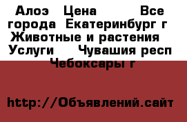 Алоэ › Цена ­ 150 - Все города, Екатеринбург г. Животные и растения » Услуги   . Чувашия респ.,Чебоксары г.